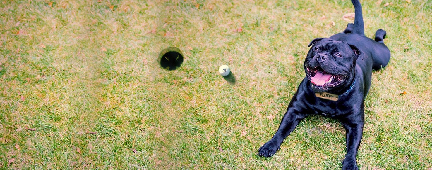 Golf Inspired Dog Names Popular Male and Female Names Wag!